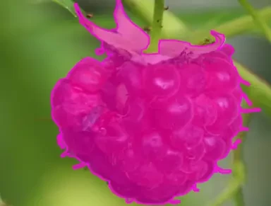 Polygon Annotation Services