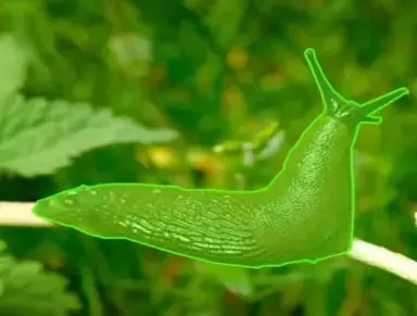 Polygon Annotation Services